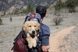 man hiking with his golden retriever in his backpack